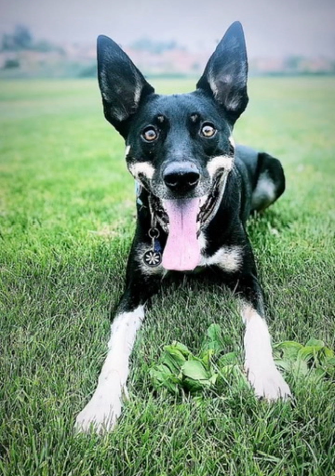 Custom Order For Morgan